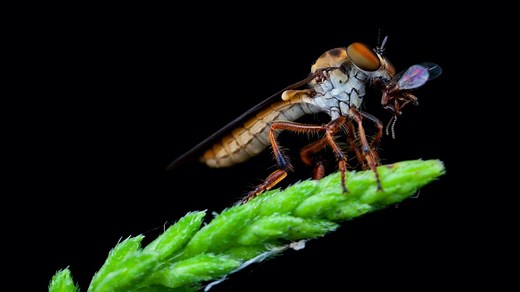 Roboticists can learn a lot from robber flies about intercepting targets mid-flight