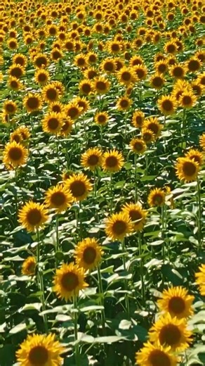 7 NOV 2025 | Amber Run