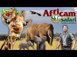 Africam safari 🐒 prices and everything you need to know