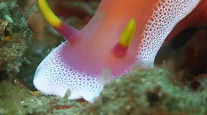 197K views · 577 shares | Whatever you do, do not touch this beautiful sea slug. Trust us. | WIRED | Facebook