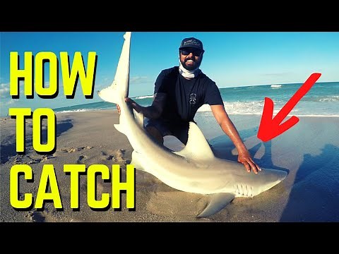 HOW To CATCH Blacktip SHARKS From The Beach! - Fishing in Florida