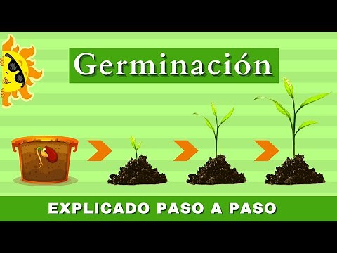 La Germinación | ¿Cómo Crece Una Planta? | Videos Educativos Para Niños