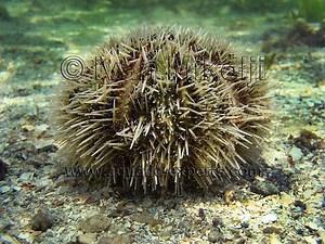 Tripneustes ventricosus - Alchetron, the free social encyclopedia