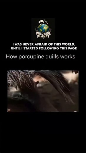 WildSide_Planet on Instagram: "Porcupine quills are one of nature’s most remarkable defense mechanisms, designed to protect the animal from predators. Each quill is actually a modified hair, coated with keratin — the same protein that makes up human nails. When threatened, a porcupine doesn’t shoot its quills (a common myth), but instead raises and fans them out. If a predator comes too close, the quills detach easily on contact, embedding into the attacker’s skin. What makes them so effective i