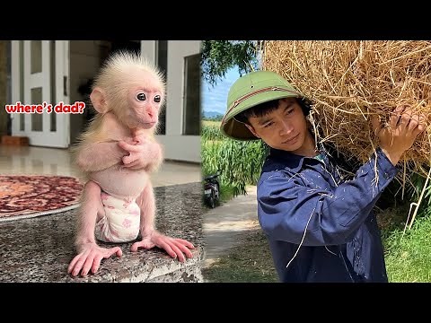So touching! Baby monkey Zika misses his dad when he is home alone!
