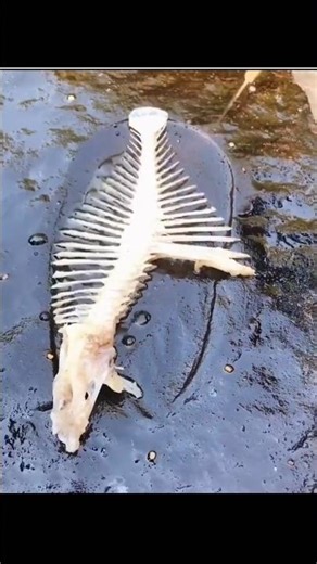 People Eat Fish Bones Too? 😳 Crispy Fish Bones Explained! #facts