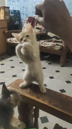 Persian cat Ruba kittens playing with stem 😂 9-2-26