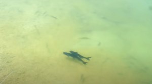 How Deep Does a Pond Need to Be for Catfish? {Why Catfish Die In Ponds}