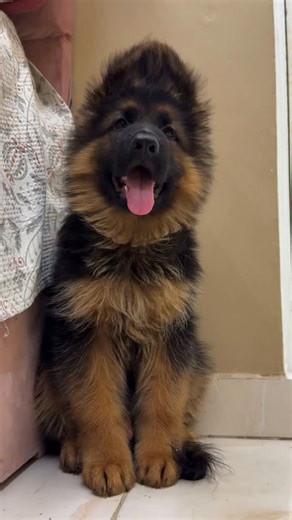 🐾 Exceptional German Shepherd Puppy 🖤 Born on August 5th, 2025, this Long-Haired Show Line beauty comes from a strong, rare bloodline — a truly unique puppy that won’t be seen often. ✨ Elegant structure, intelligent eyes, and a calm, loyal temperament — ideal for families who value true quality and character. 📍Ready to join his forever home soon. 📩 DM for more details . . . . . . #germanshepherd #germanshepherdpuppy #germanshepherdsofinstagram #germanshepherddog #germanshepherdlovers #german
