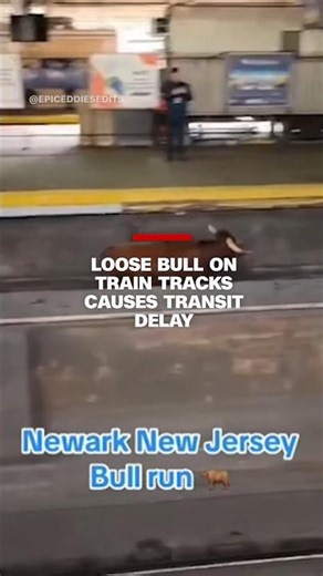 Loose bull on train tracks causes transit delay