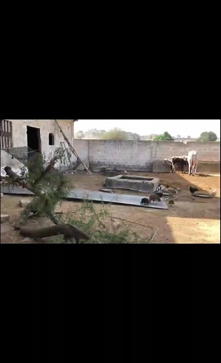 29 reactions | Karachi me village life | Shazir ali vlogs | Facebook