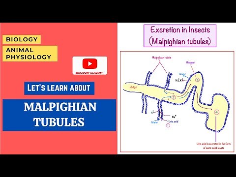 Excretion in insects|| Malpighian tubules || Biology || Online Biology Class