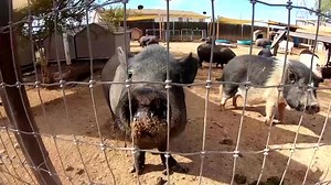 Since its establishment in 2017, Better Piggies Rescue in Phoenix, Arizona, has taken in around 800 pigs. Many of the animals have since been relocated or adopted. | Reuters
