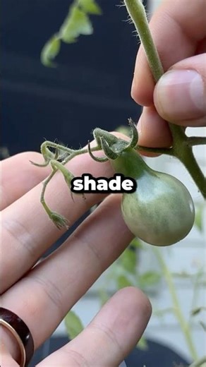 Does Shade Cloth Really Help Tomatoes Survive the Heat? #shorts