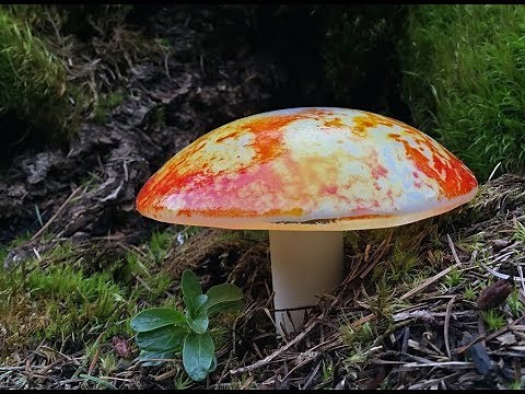 Mushroom Garden Art — Fused Glass