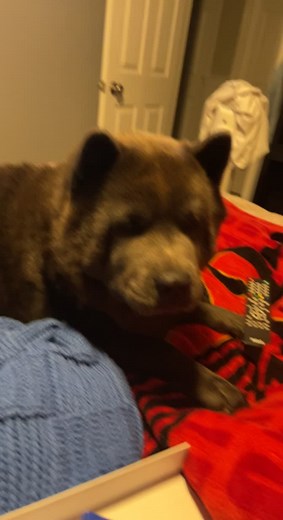 Adorable Chow Chow Puppy Bear For Sale