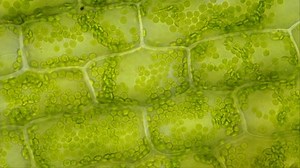 Living Plant Cells Elodea Under Microscope Stock Footage Video (100% Royalty-free) 1064273593 | Shutterstock