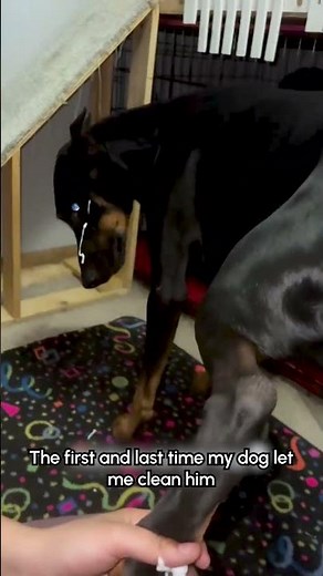 Person Accidentally Sprays Dog's Face as Cleaner Pump Malfunctions