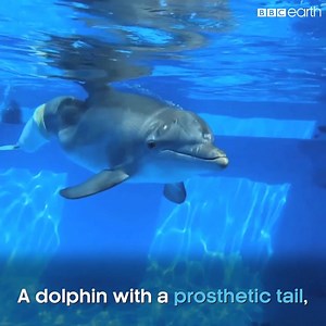 A dolphin with a prosthetic tail inspired Ellie’s Paralympic journey. #OurBluePlanet w/OceanX | BBC Earth