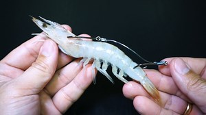 25K views · 455 reactions | This is the best rig for catching monster fish with adjustable hook. | Hobi Pancing Fishing Knots | Facebook