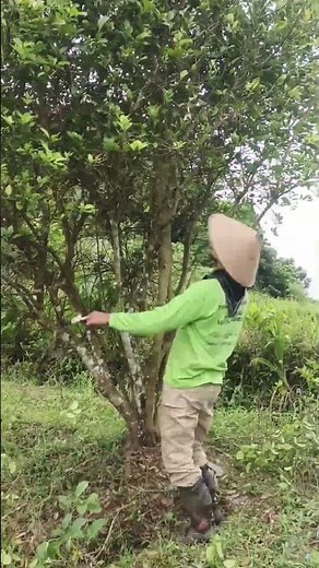 orange tree pruning process