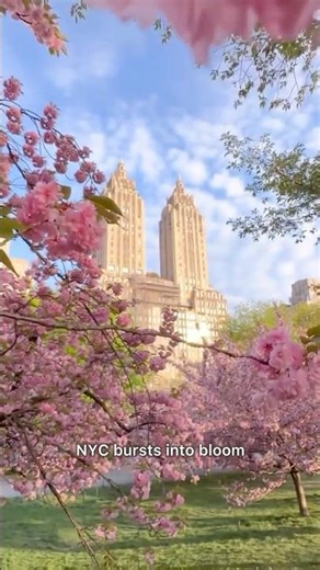 What Park Avenue does at the end spring 🌷