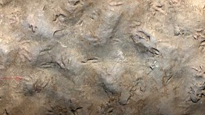 An international research team comprising of paleontologists from China, the United States, Germany and Australia has announced the discovery of a tridactyl footprint, 10.2 milimeters long and 9.6mm wide, of a tiny dinosaur. For more: https://news.cgtn.com/news/2021-07-12/Scientists-discover-smallest-dinosaur-tracks-ever-in-China--11PCLnFqklW/index.html | CGTN