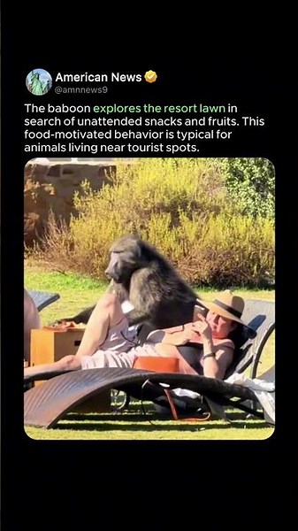 BABOON LOOKING FOR SNACKS