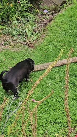 #raggie #canecorso #bigdog #stick