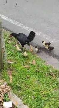 Mother hen adopts ducklings in Magelang - cute animal video!