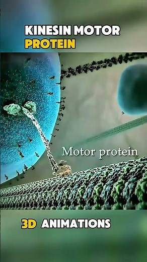 Kinesin motor protein walking on microtubules. medical 3d #Kinesin #MotorProtein