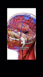 833 reactions · 176 shares | Escribe Limpieza intestinal Entra al Enlace del perfil para más información del PROGRAMA 90 DIAS LA SALUD ES PRIORIDAD Bajar de sobre peso Desparasitación Limpieza de hongo candida #parasitos #madrid #limpiezaintestinal #azucar #limpiezadecolon #parásitos #hongocandida #candidiasis #guadalajara #caracas #venezuela #puebla #mexicocity #acapulco #cancun #miami #miamiflorida #méxico | bajandodepesoconjose | Facebook