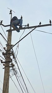 Electrical 11Kv Line Disconnect #electrician #isolator #reels #Lineman #ElectricalSafety #AutoRepair | Technical Work