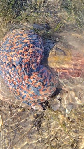 The presence of exotic sea snails, | Ismail jlaida.