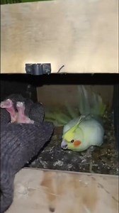 62K views · 1.3K reactions | Cockatiel bird's hand feeding 列 #birds #parrot #cockatiel #handfeeding | Dipanjan Saha | Facebook