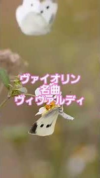 #14 🎻 バイオリン名曲ベスト | ヴィヴァルディ「四季」より #classicalmasterpiece #クラシック名曲 #クラシック