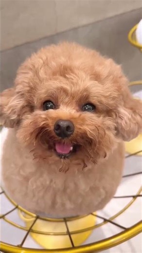 😍🥰 #cutepets #petcompilation #petshorts #puppyvideos #dog #animal #pet #pets #animals #cute