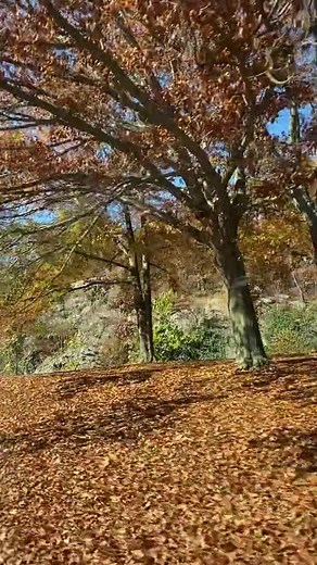 Exploring Fordham's Beautiful Campuses in Autumn