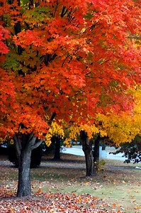 Fall Color Favorites