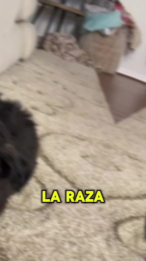 All About Shih Tzu Dogs: Love and Care Tips