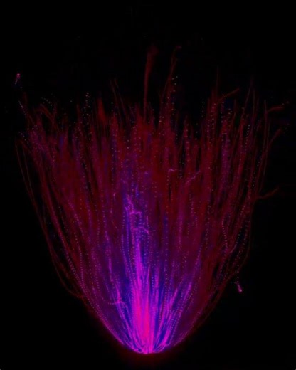 Organic Rhizome Growth Simulation with Noise Modulation