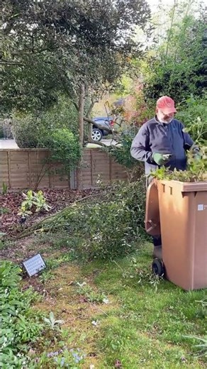 Trimming trees and shrubs #oddlysatisfying #shorts #timelapse #gardening