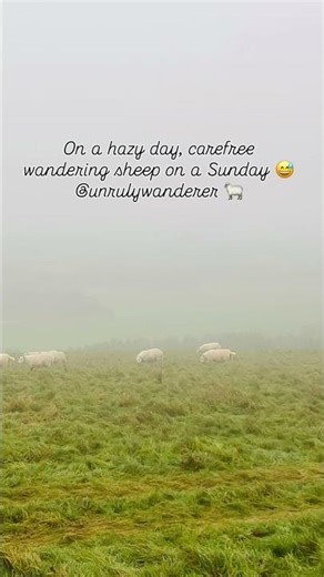 Wandering sheep in rural Britain #shorts #sheep #countryside #rurallife #britain