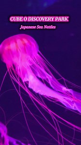 Japanese Sea Nettles ( Jelly fish ) #twilightangel #jellyfish | Twilight Angel