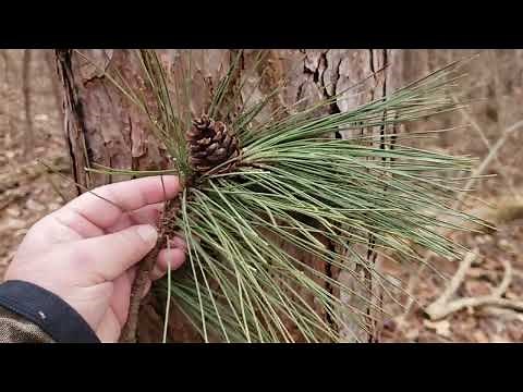 ID That Tree: Red Pine