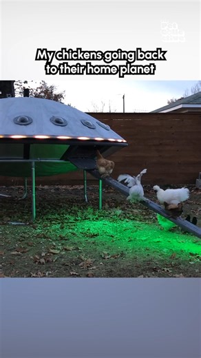 Take us to your feeder! 👽🛸🐓 #UFO #WorldUFODay #Chickens #FarmLife | The Pet Collective