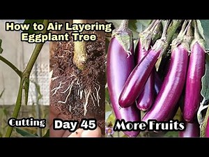 How to Air Layering Eggplant Tree / New Method to Grow Eggplant From Cutting Success100%By NY SOKHOM