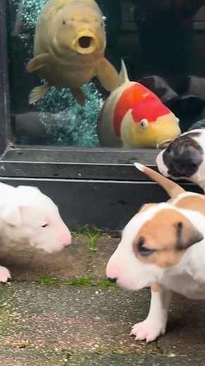 Adorable Bull Terrier Pups Experience the Outdoors for the First Time!