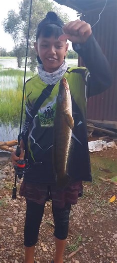 Effective Techniques for Catching Haruan Fish