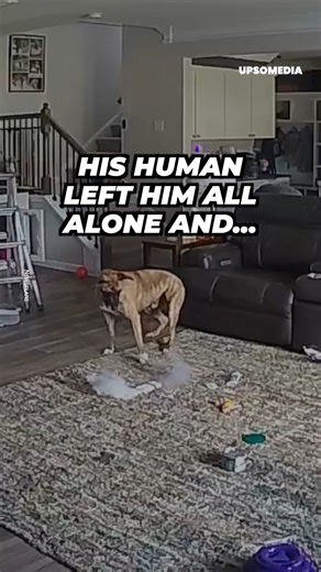 He left him home alone for a few hours and came back to a disaster. Through the security camera he saw how his dog started a fire in his house. Portable battery dog alone and bored = DISASTER… | The Enigma